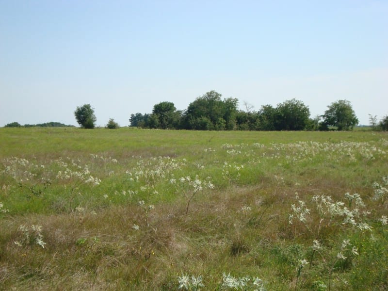 An empty field with so many white flowers and trees